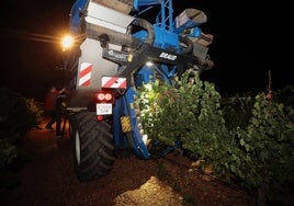 Vendimia nocturna en las bodegas Yllera