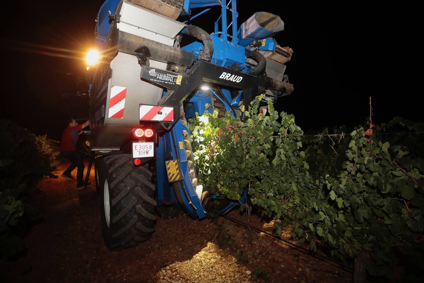 Así es una vendimia nocturna en una bodega de Valladolid