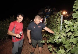 Imágenes de la vendimia nocturna en las bodegas Yllera