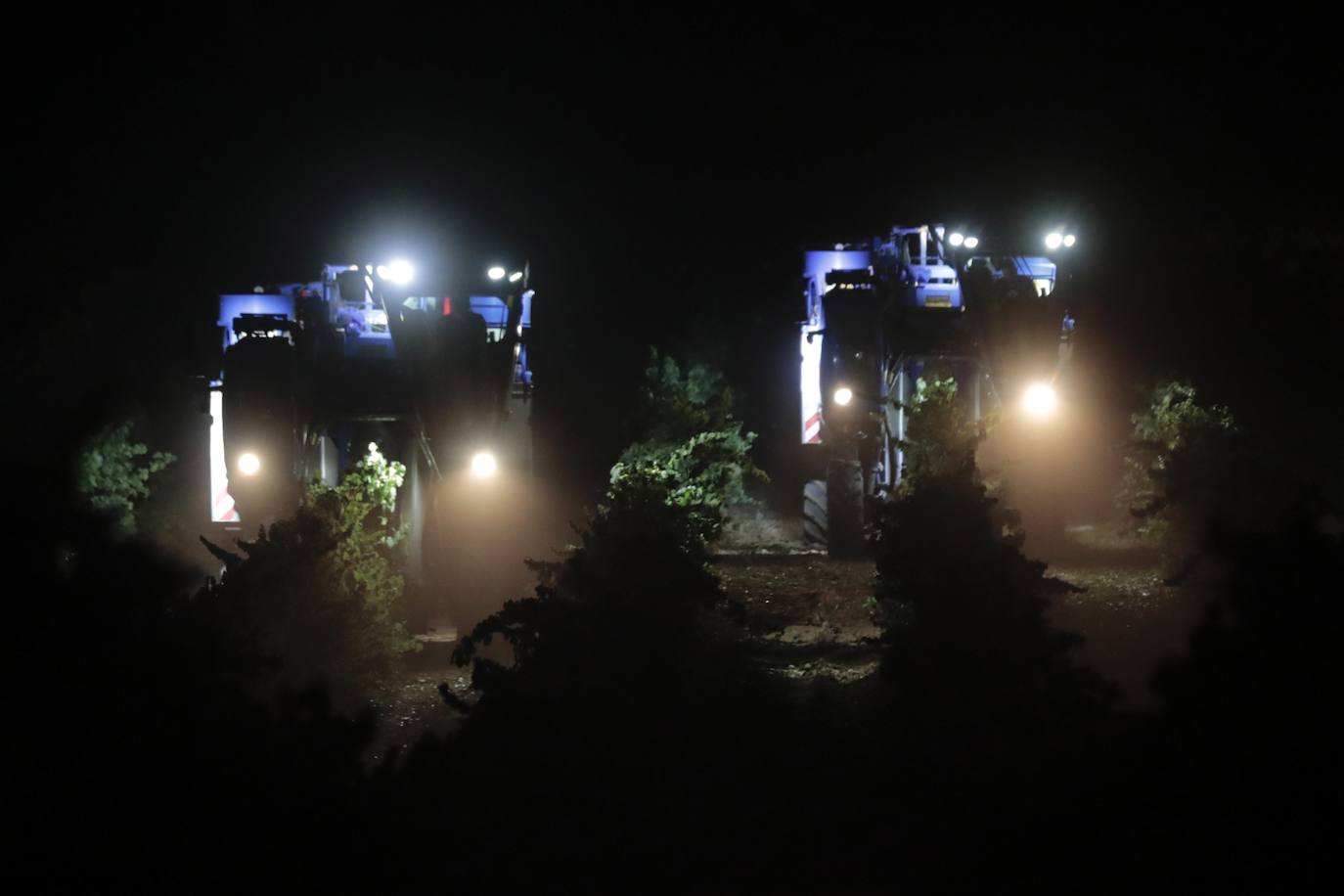 Así es una vendimia nocturna en una bodega de Valladolid