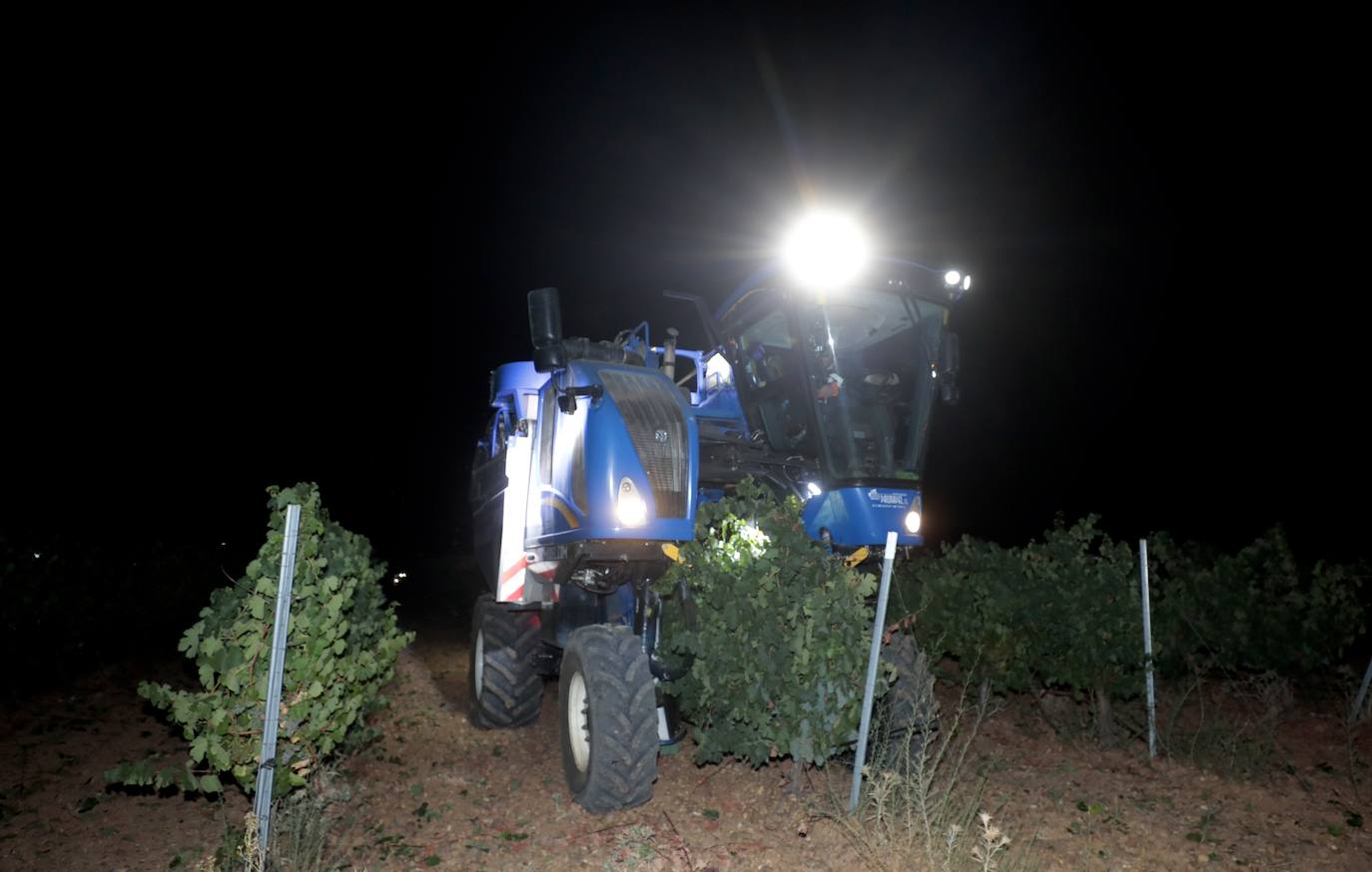 Así es una vendimia nocturna en una bodega de Valladolid