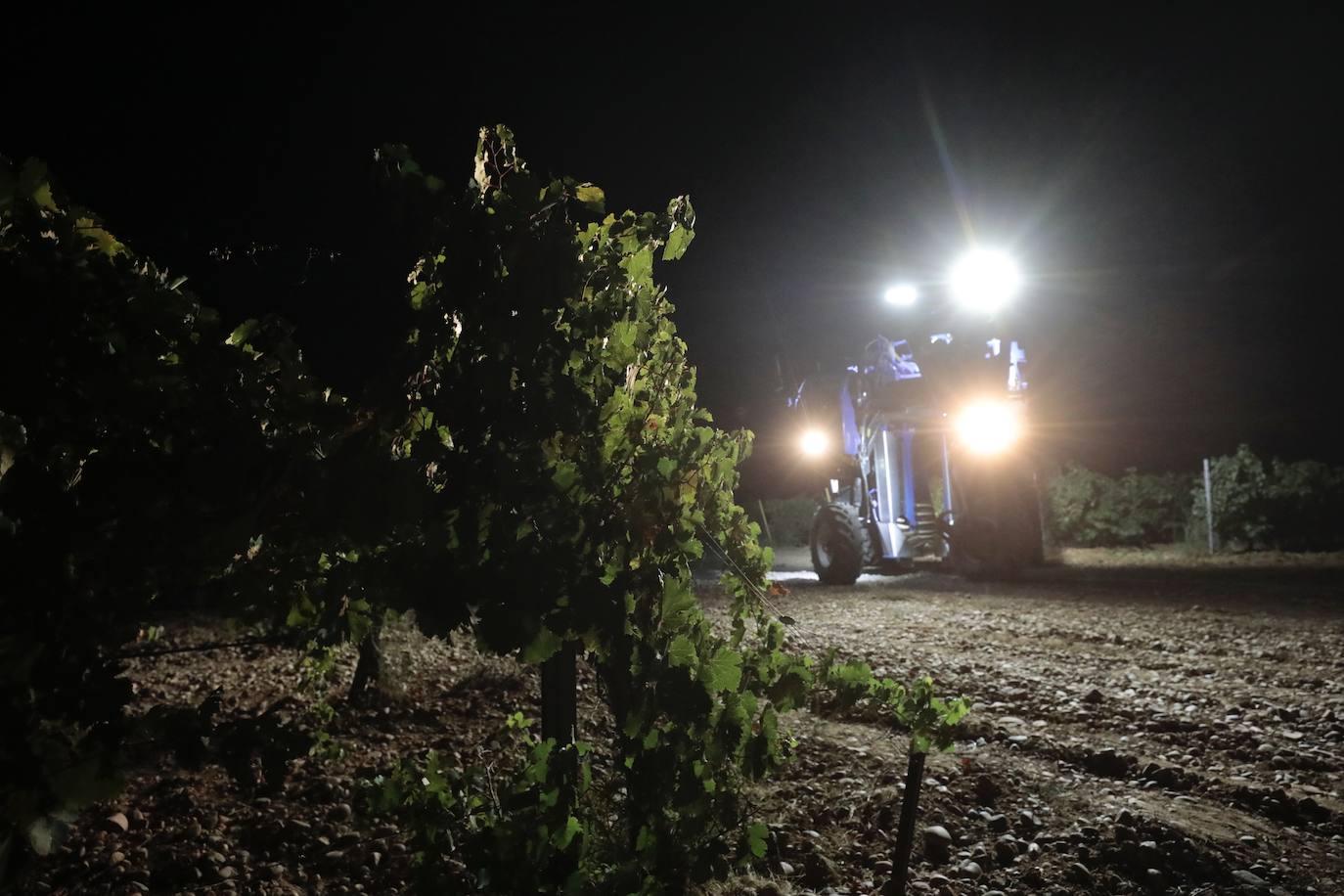 Así es una vendimia nocturna en una bodega de Valladolid