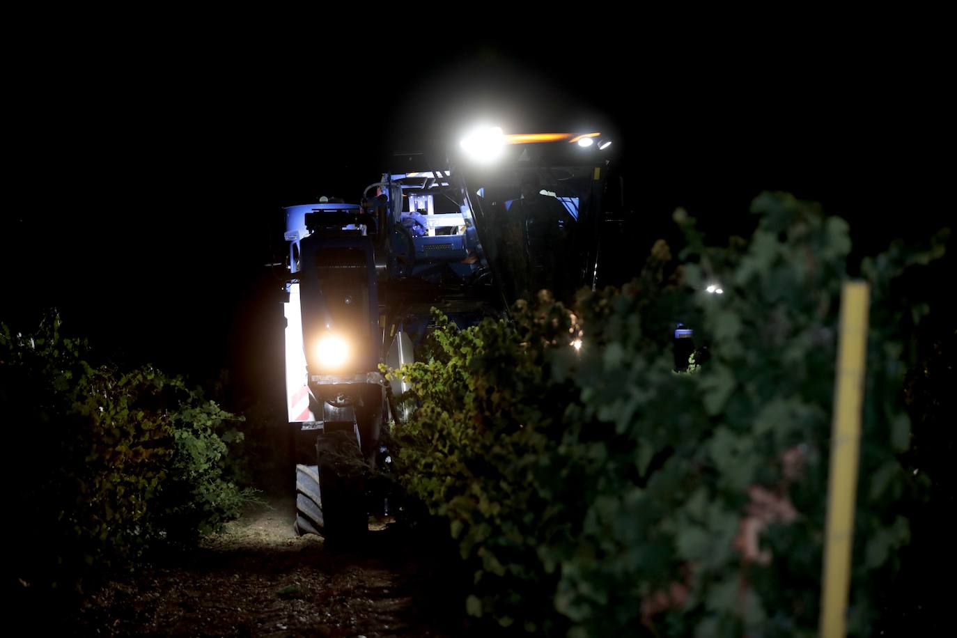 Así es una vendimia nocturna en una bodega de Valladolid