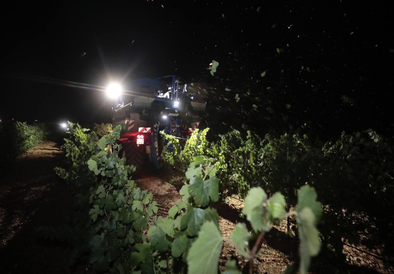 Así es una vendimia nocturna en una bodega de Valladolid