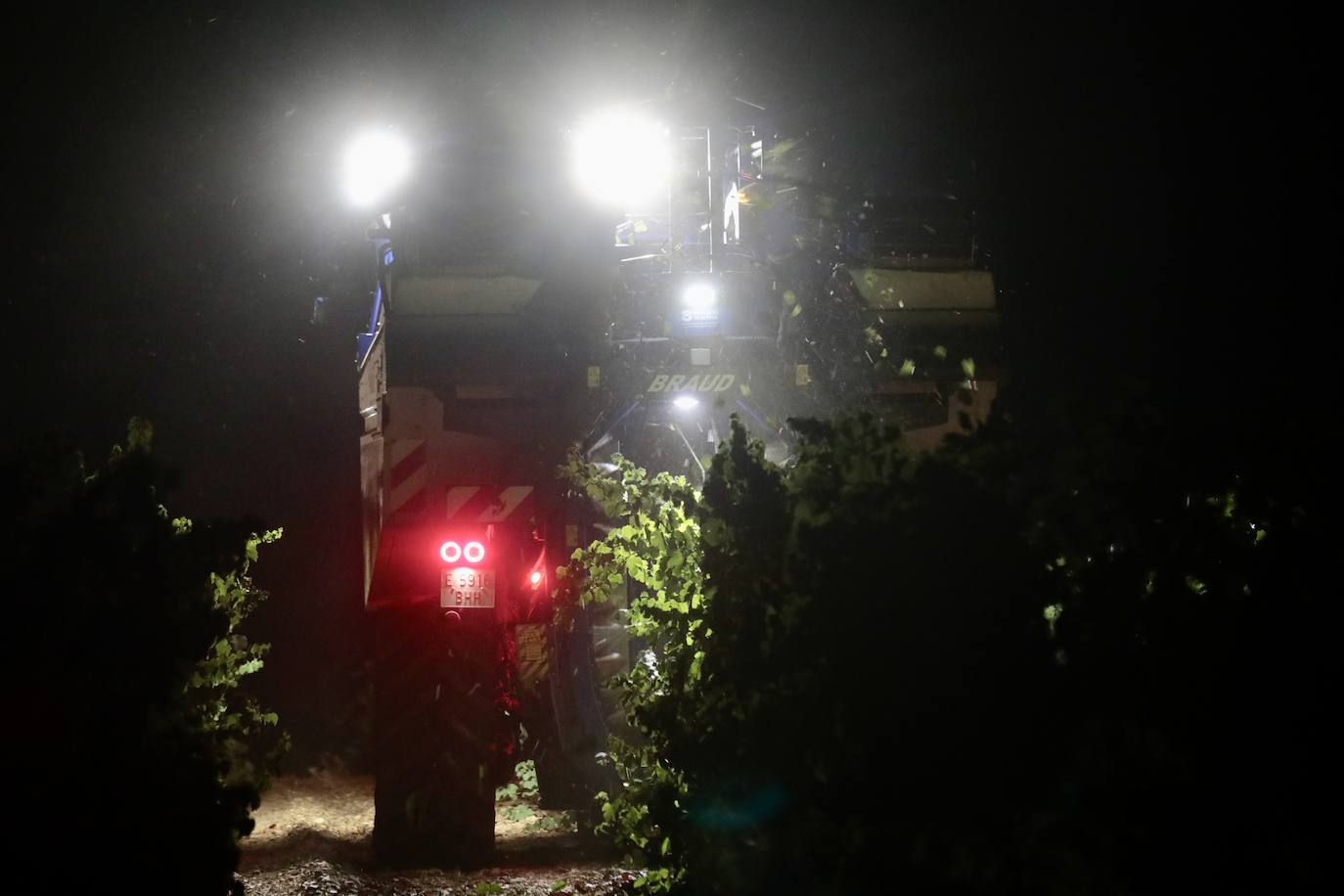 Así es una vendimia nocturna en una bodega de Valladolid