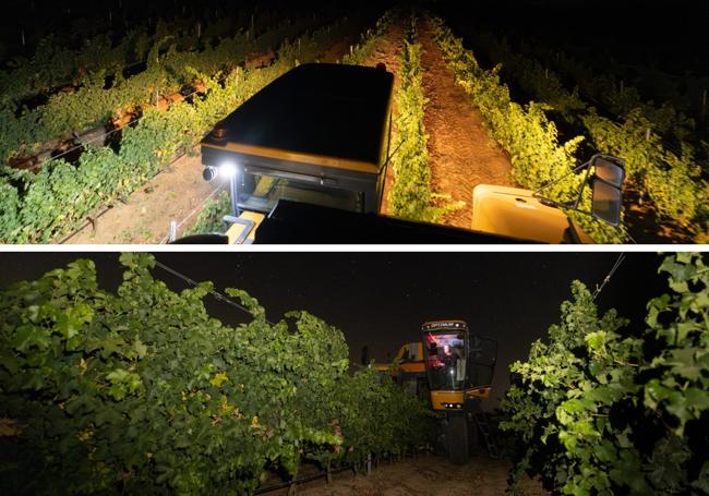 Vendimia en la Bodega Ramón Bilbao de la Denominación de origen Rueda