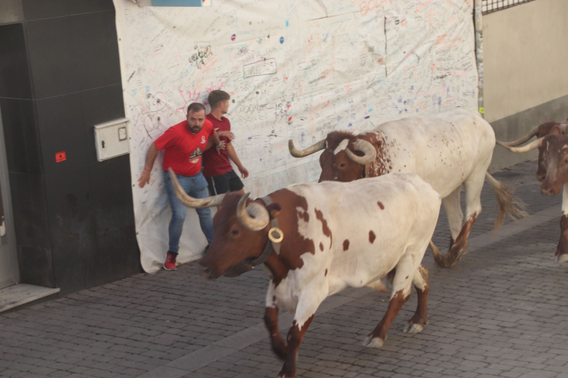 Fotografías del tercer encierro de Cuéllar (3 de 3)