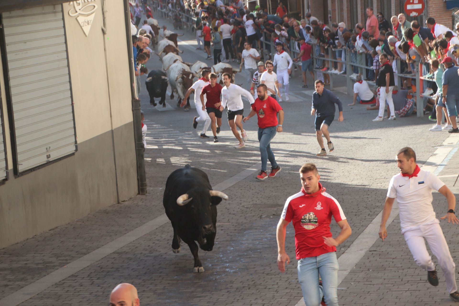 Fotografías del tercer encierro de Cuéllar (3 de 3)