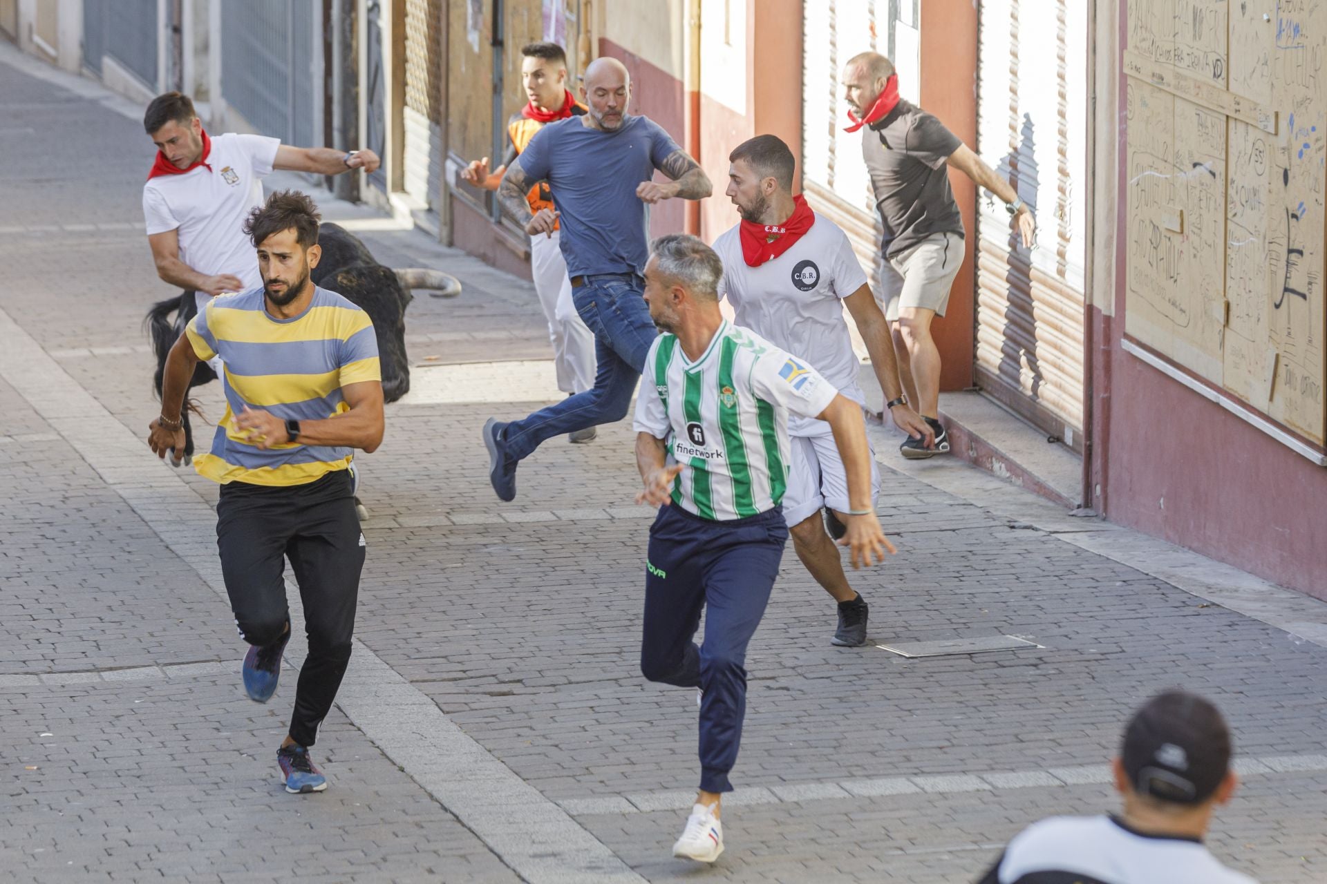 Fotografías del tercer encierro de Cuéllar (2 de 3)