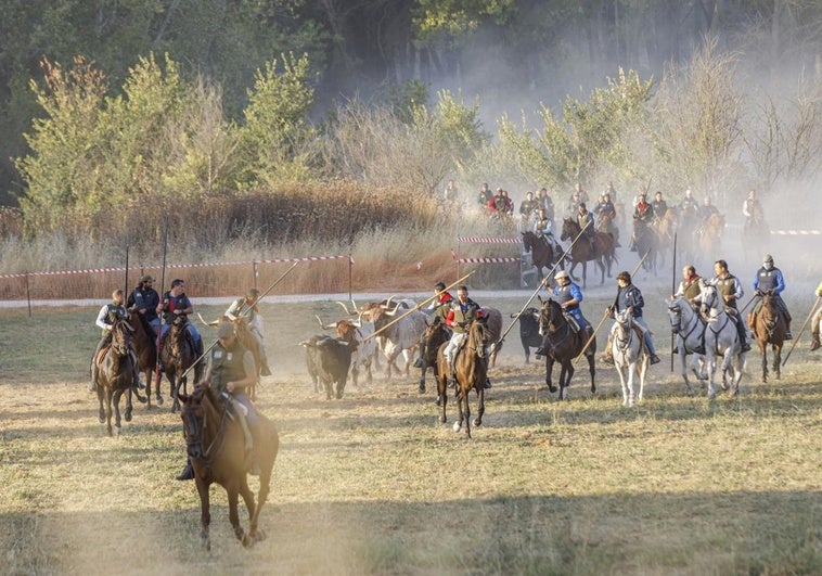 Caballistas dirigen a los astados en el tercer encierro de Cuéllar.