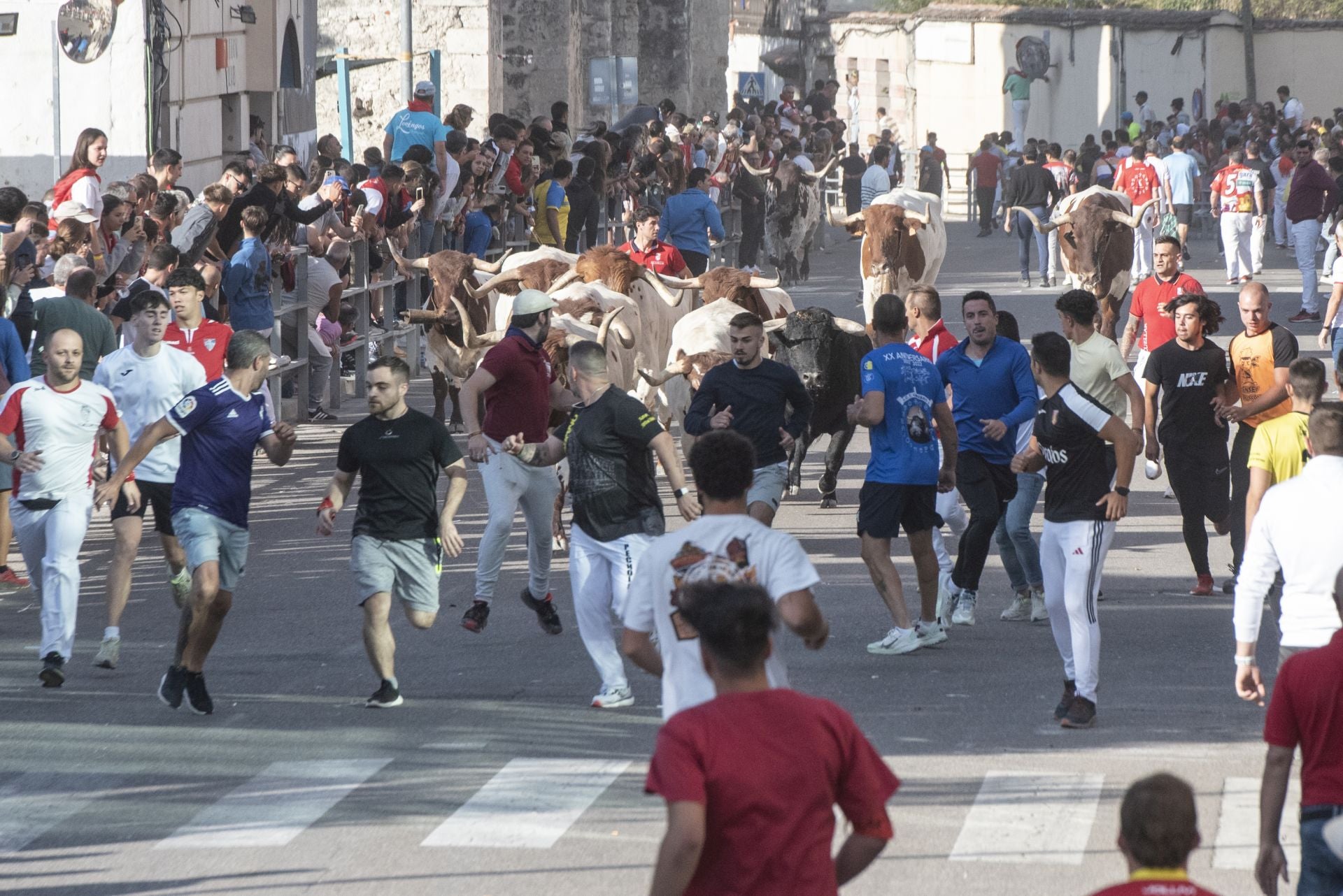 Fotografías del tercer encierro de Cuéllar (1 de 3)