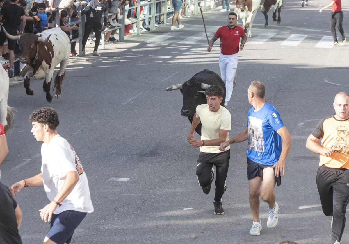 Fotografías del tercer encierro de Cuéllar (1 de 3)