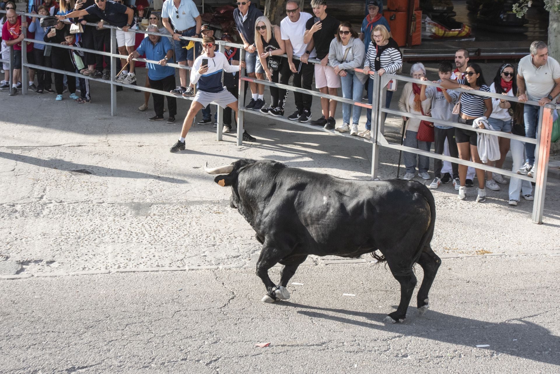 Fotografías del tercer encierro de Cuéllar (1 de 3)