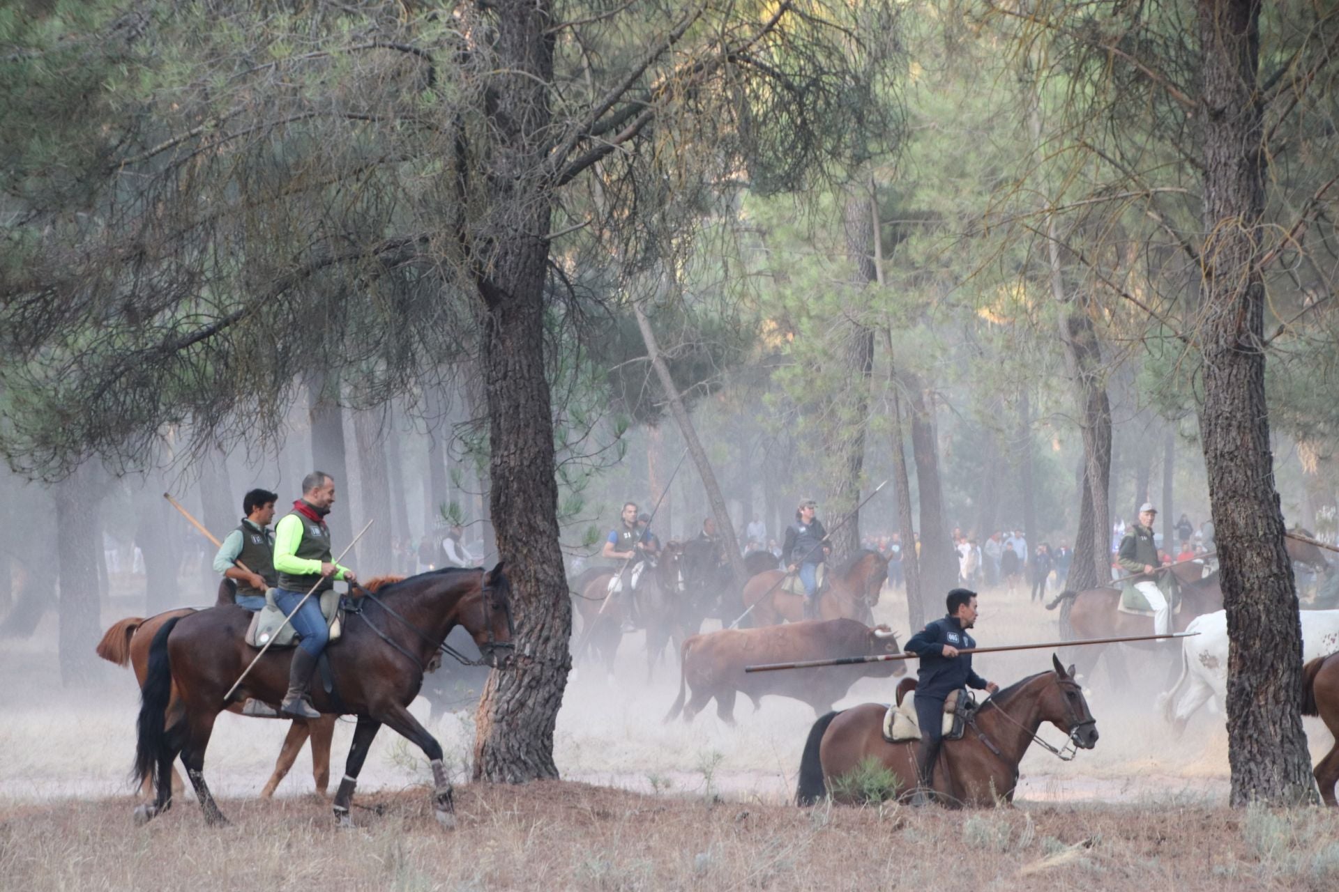 Fotos del cuarto encierro de Cuéllar (2 de 3)