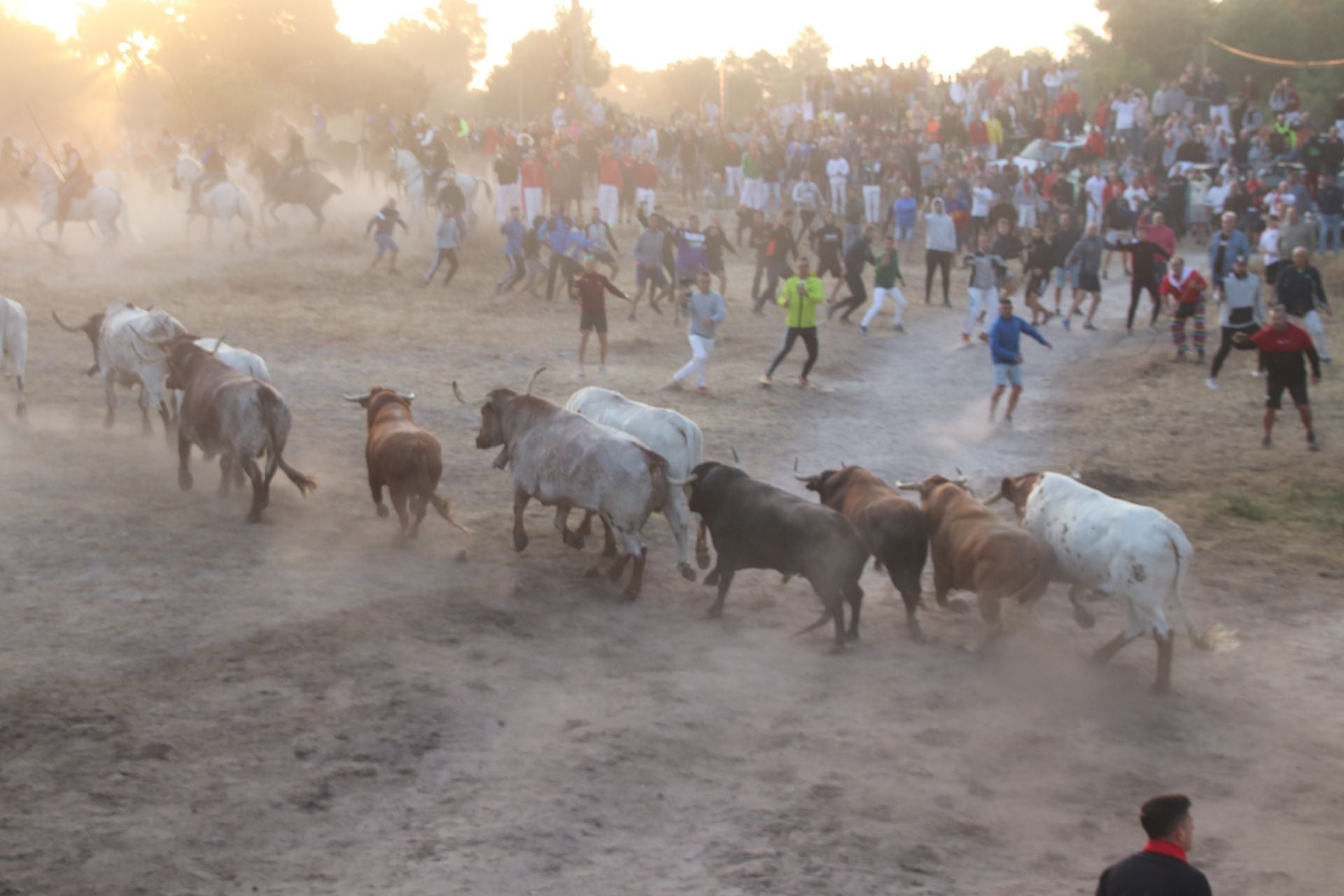 Fotos del cuarto encierro de Cuéllar (2 de 3)