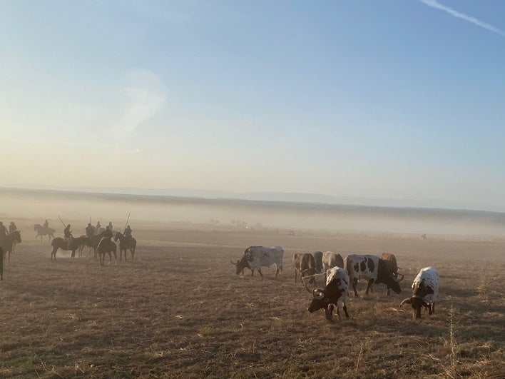 Caballistas acompañan a los toros durante el tramo campero.