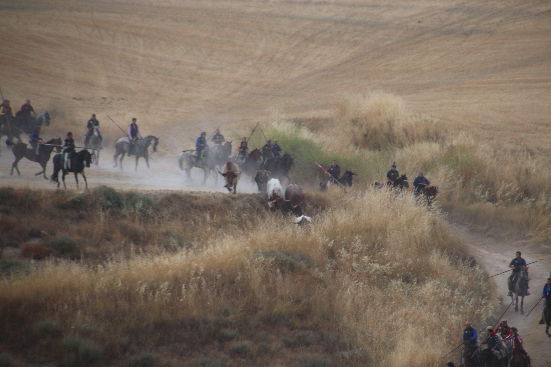 Fotos del quinto y último encierro de Cuéllar (1 de 3)