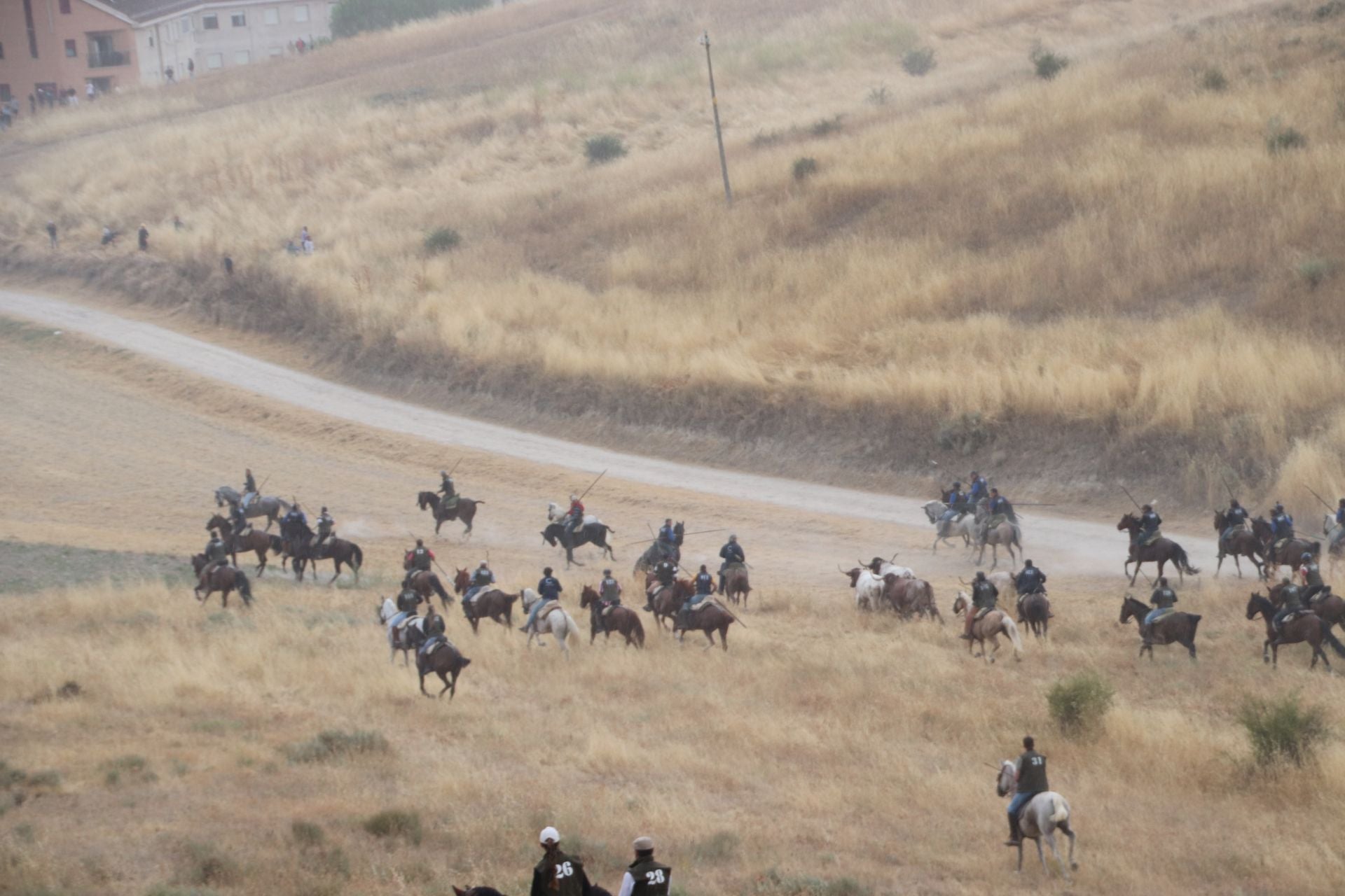 Fotos del quinto y último encierro de Cuéllar (1 de 3)