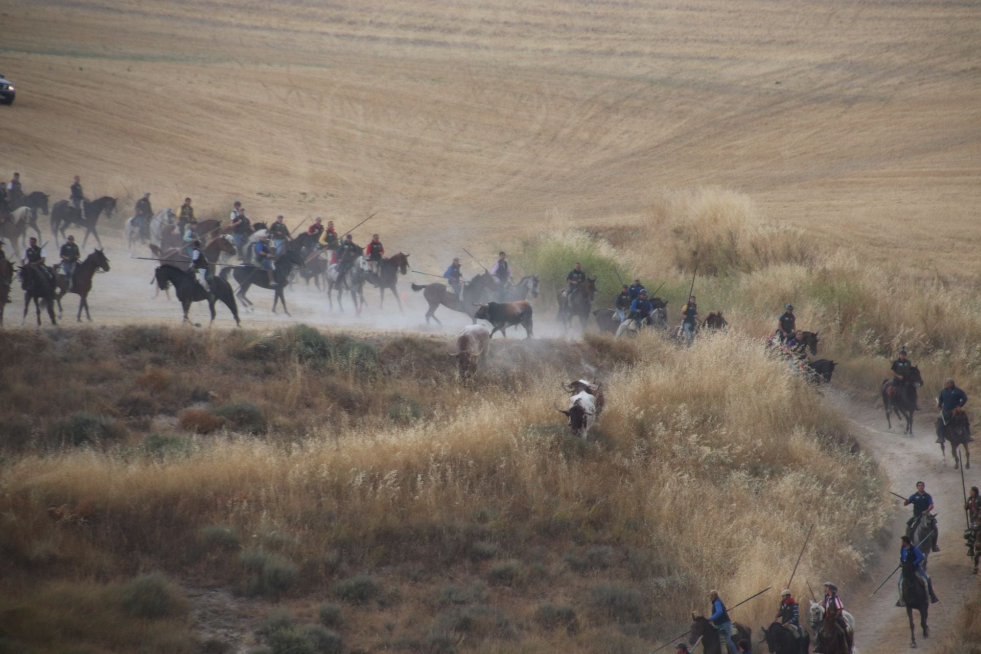 Fotos del quinto y último encierro de Cuéllar (1 de 3)