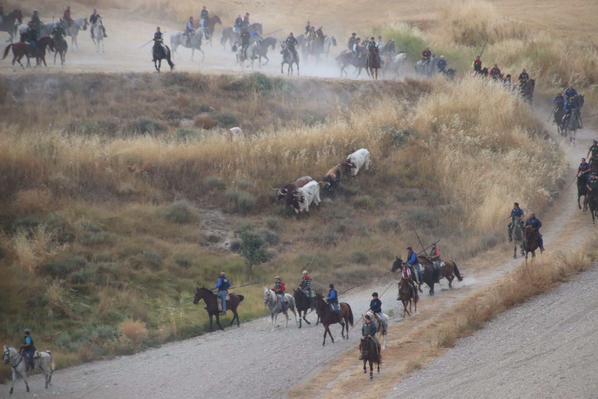 Fotos del quinto y último encierro de Cuéllar (1 de 3)