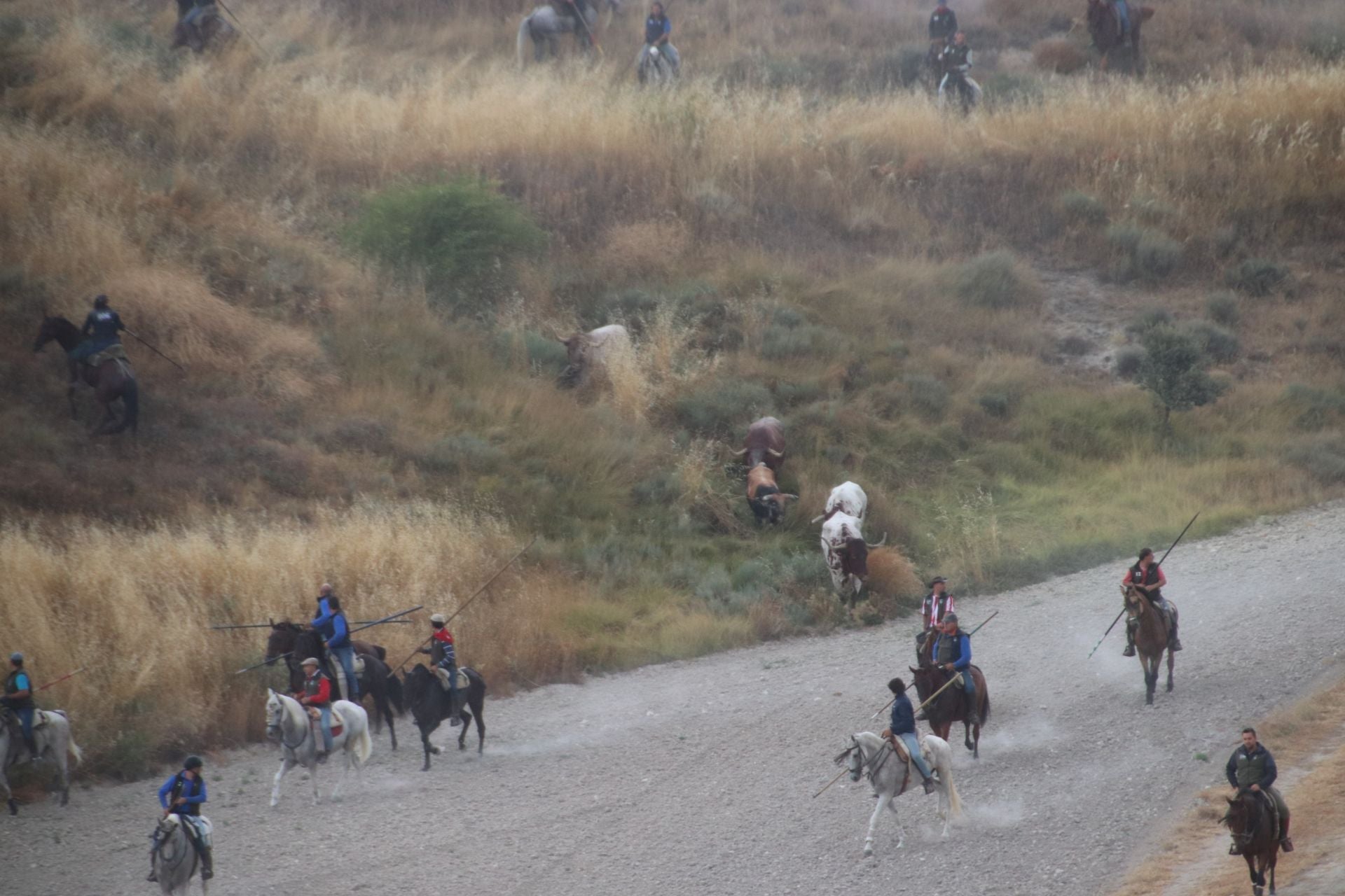 Fotos del quinto y último encierro de Cuéllar (1 de 3)