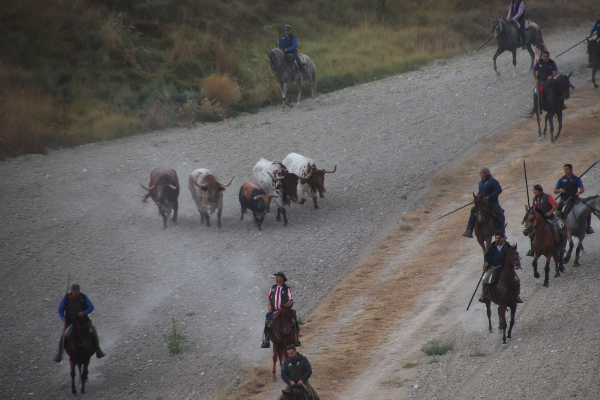 Fotos del quinto y último encierro de Cuéllar (1 de 3)