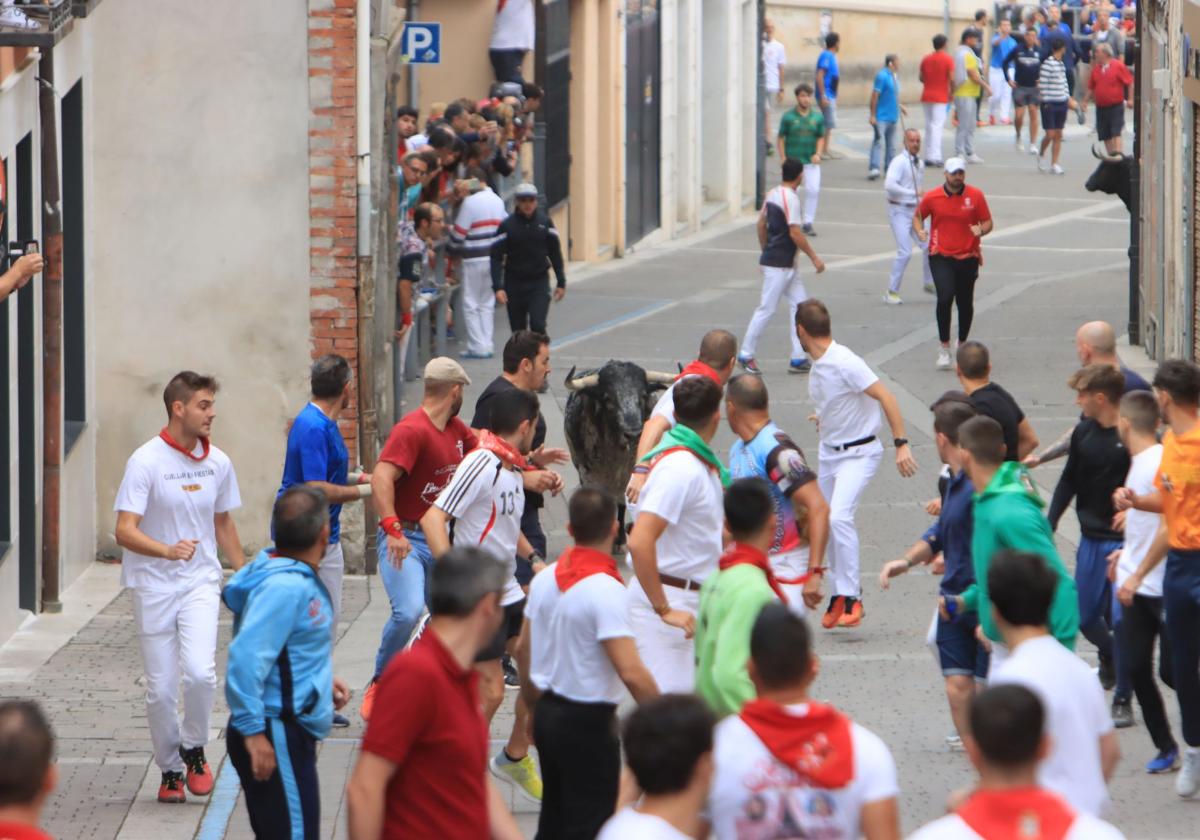 Fotos del quinto y último encierro de Cuéllar (3 de 3)