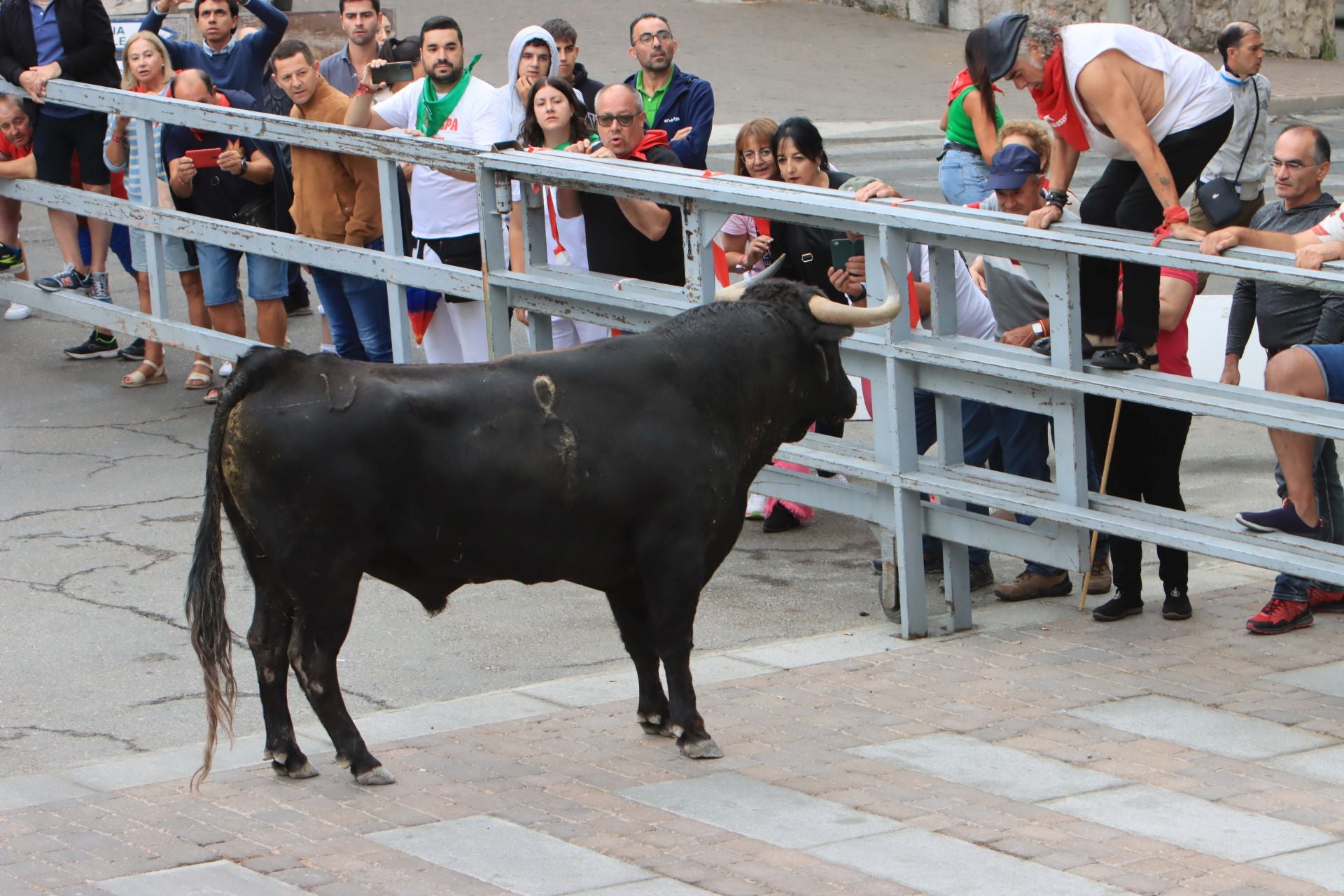 Fotos del quinto y último encierro de Cuéllar (3 de 3)