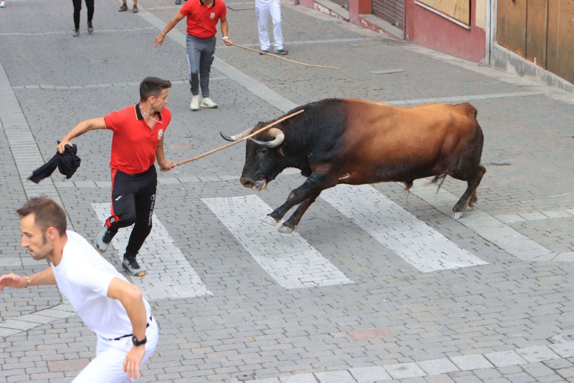 Fotos del quinto y último encierro de Cuéllar (3 de 3)