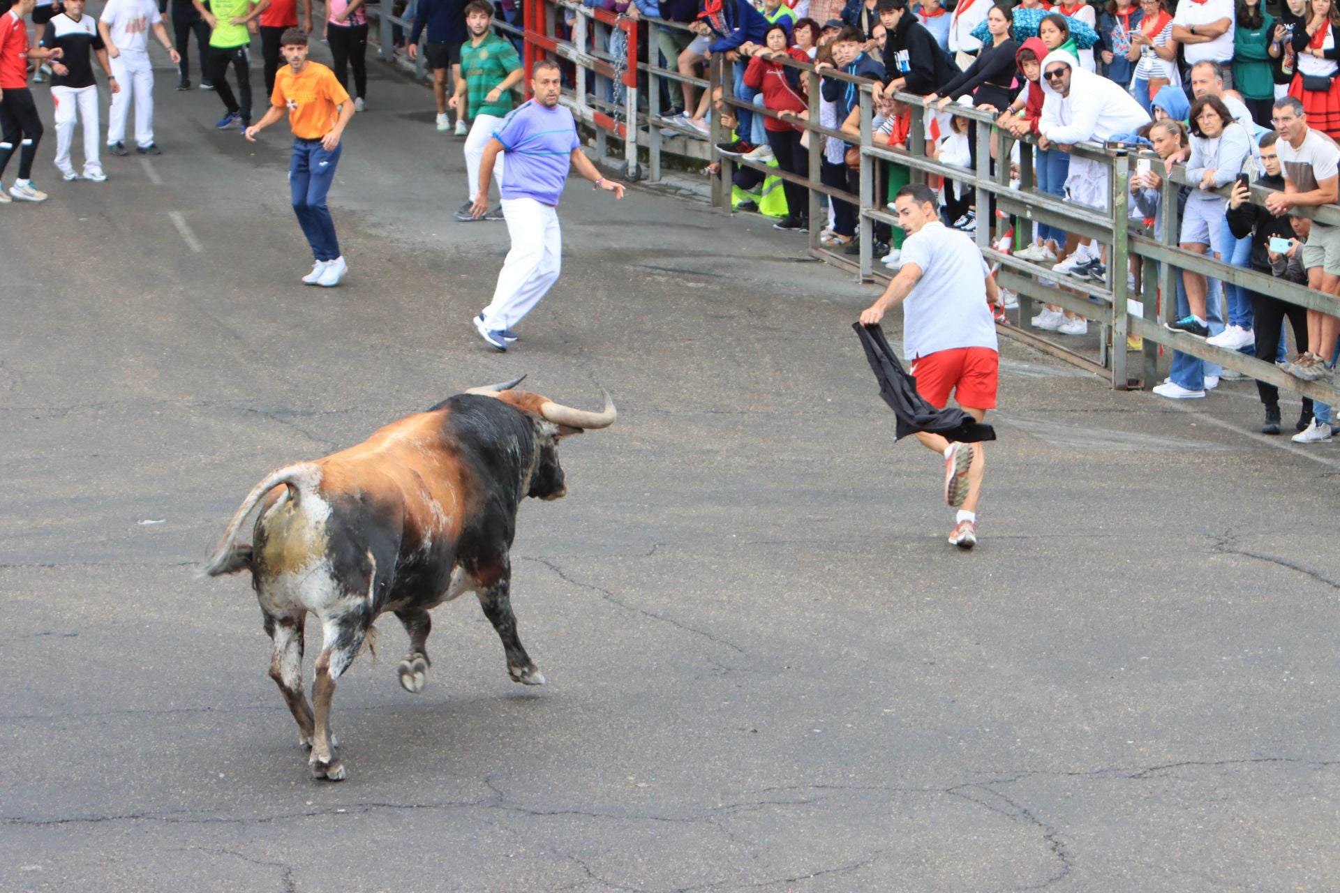 Fotos del quinto y último encierro de Cuéllar (3 de 3)