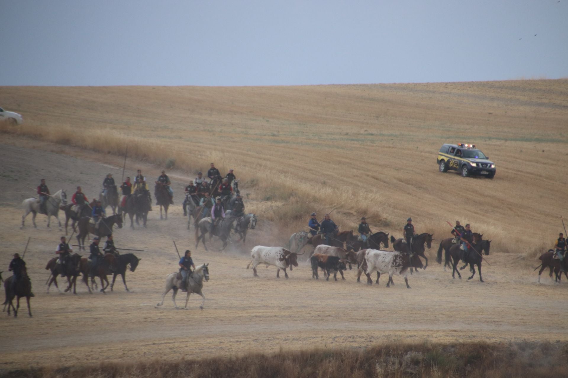 Fotos del quinto y último encierro de Cuéllar (1 de 3)