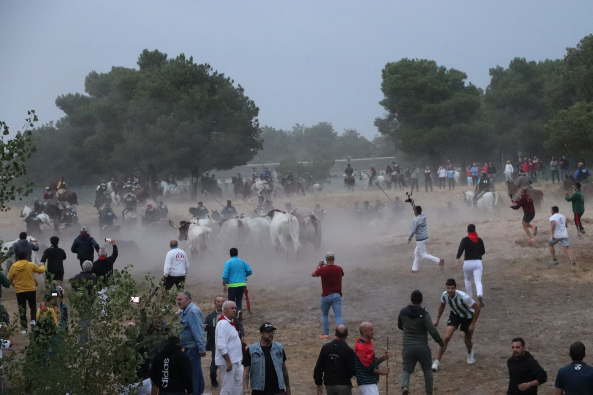 Fotos del quinto y último encierro de Cuéllar (1 de 3)