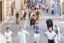 Toros de Araúz de Robles, durante el tramo urbano del primer encierro de Cuéllar.