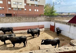 Los toros ya esperan en Campos Góticos