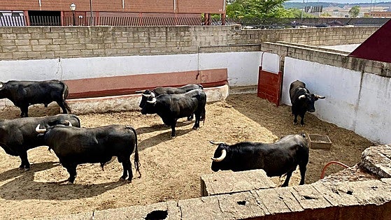 Los toros ya esperan en Campos Góticos