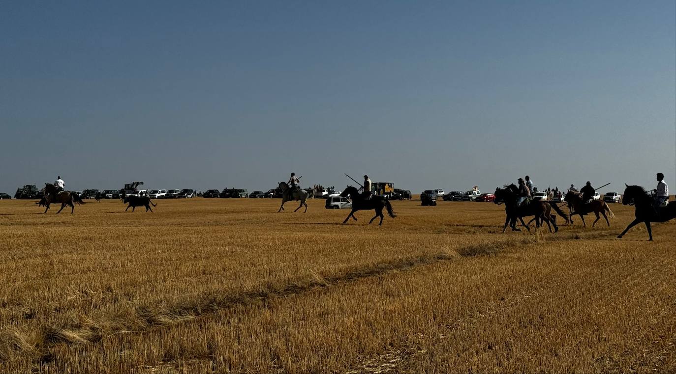 El encierro por el campo de Villalón, en imágenes