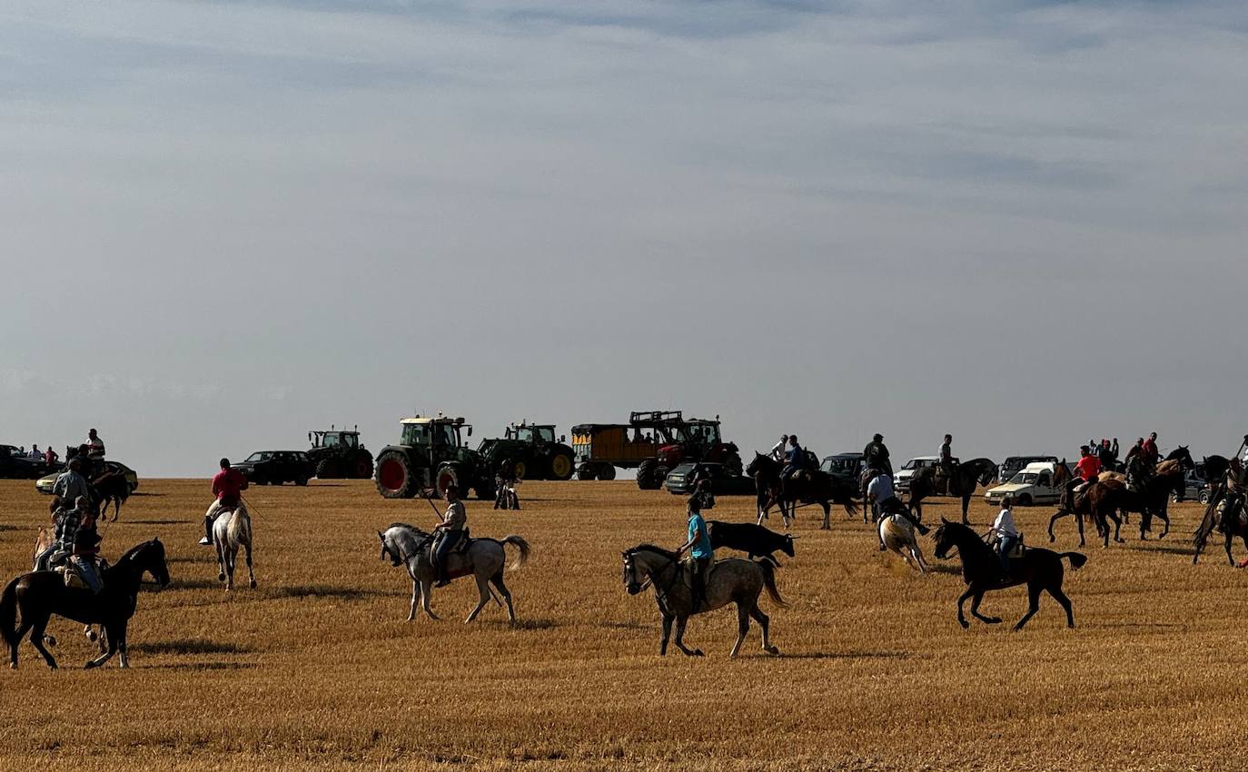 El encierro por el campo de Villalón, en imágenes