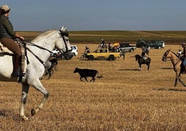 Un momento del encierro en Villalón de Campos, este domingo.
