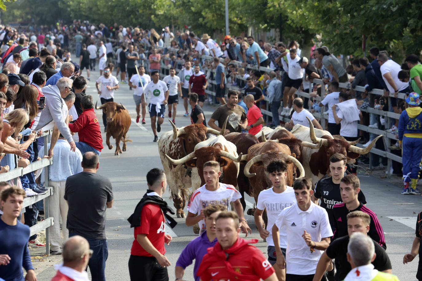 Primer encierro tradicional en las fiestas de Medina del Campo 2024
