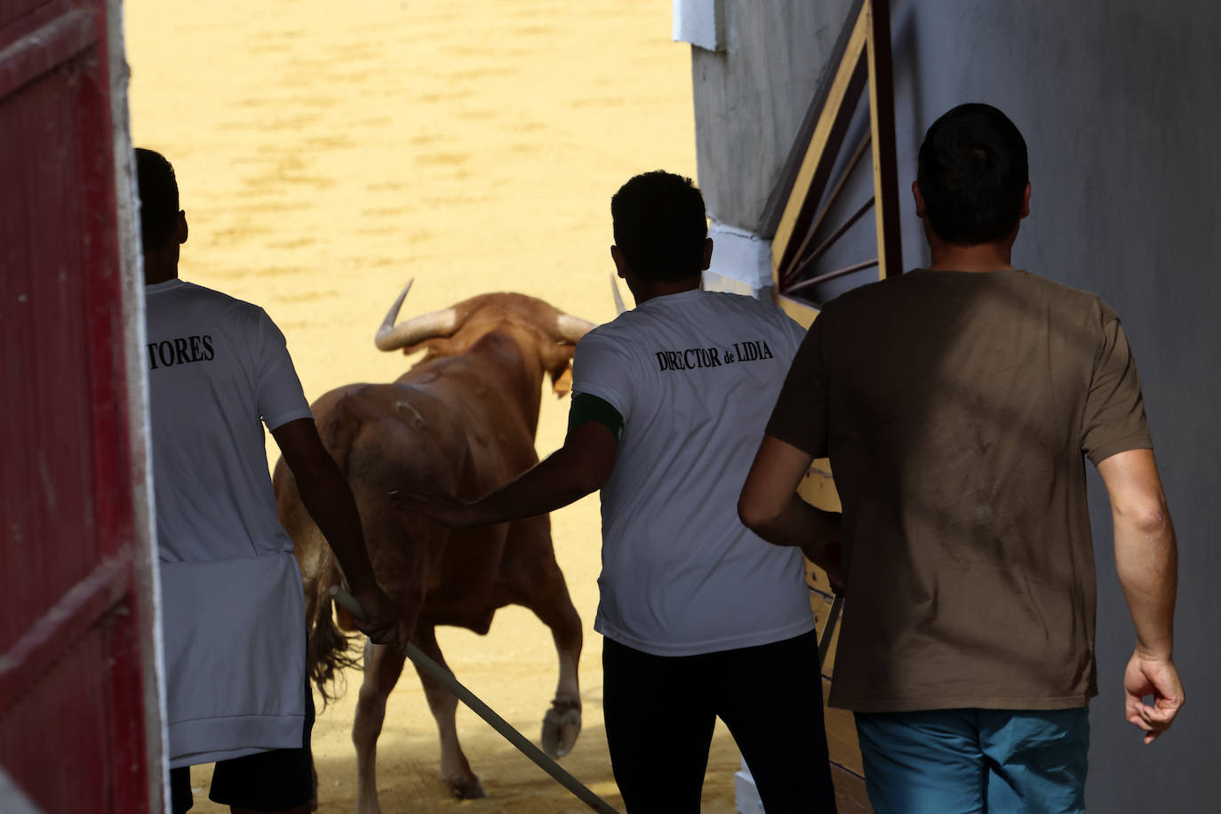 Primer encierro tradicional en las fiestas de Medina del Campo 2024