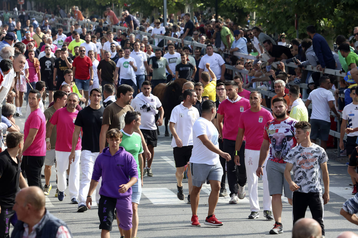Primer encierro tradicional en las fiestas de Medina del Campo 2024