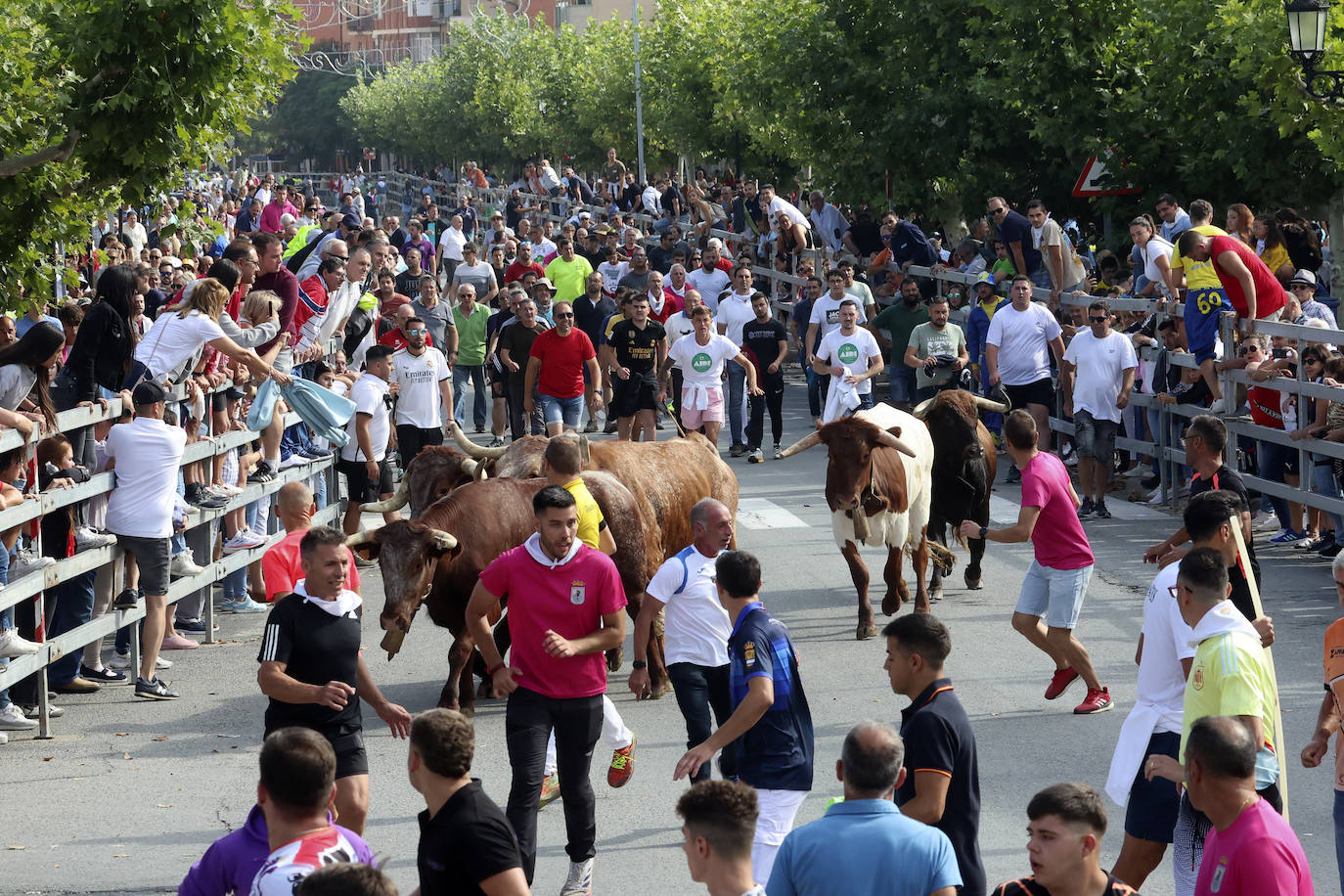 Primer encierro tradicional en las fiestas de Medina del Campo 2024
