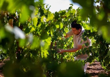 Godello, la uva de la discordia entre Valladolid y León