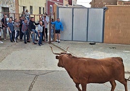 Varios aficionados citan a la vaca enmaromada desde la talaquera.