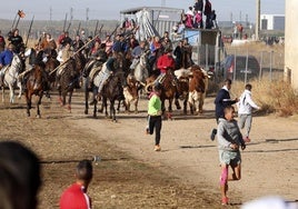 Astados y caballos a su llegada a Medina en el encierro de este sábado.