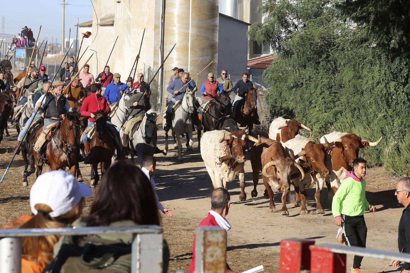 Medina del Campo se anima con otro encierro