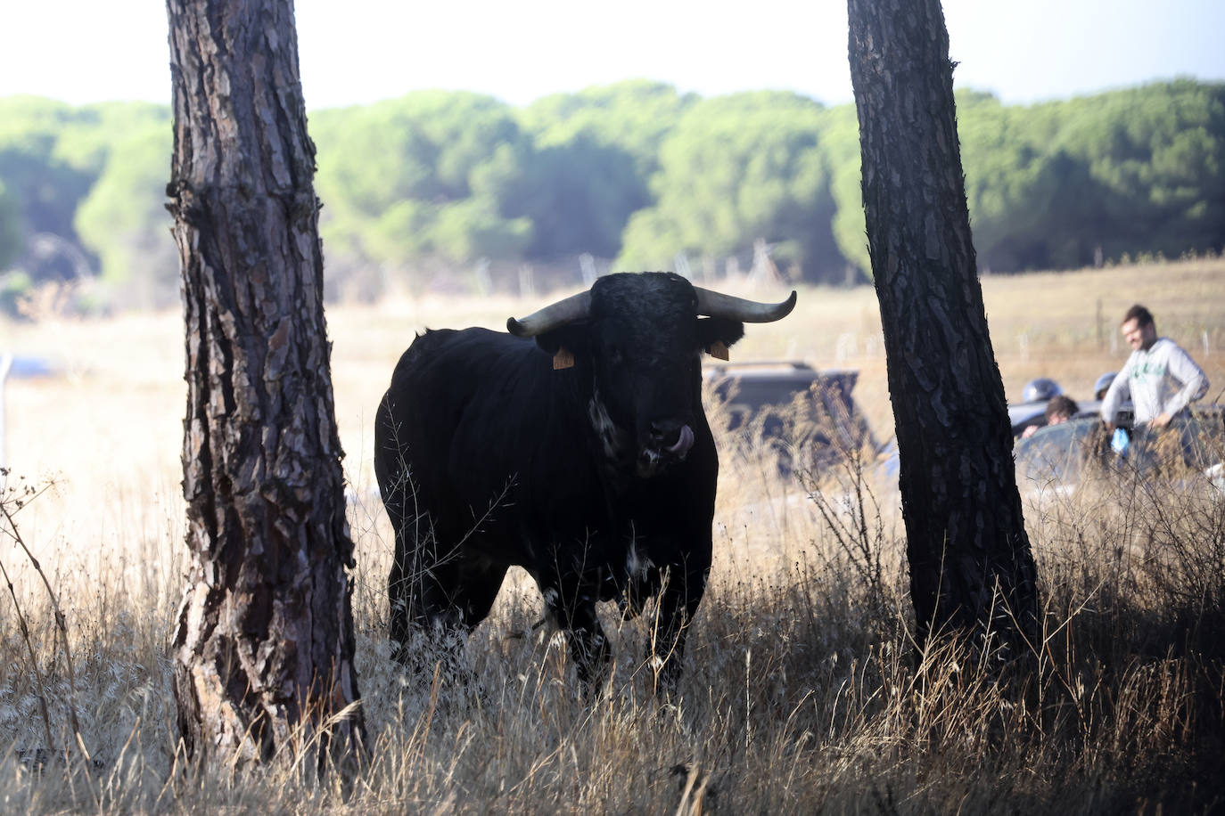 Medina del Campo se anima con otro encierro