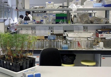 Investigadores de la Yutera crean vacunas de ARN para curar árboles enfermos