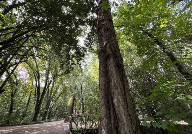 Tronco del álamo negro, junto al puente cercano al área infantil del jardín vallisoletano.