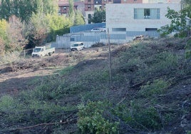 Tala de árboles en el barrio de San Lorenzo